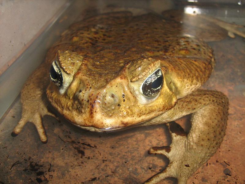 Bufo marinus (Rhinella marina)  Cane Toad17.jpg